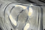 Stainless Steel Exhaust Tips BEFORE Chrome-Like Metal Polishing and Buffing Services | Restoration Services | Exhaust System Polishing Services